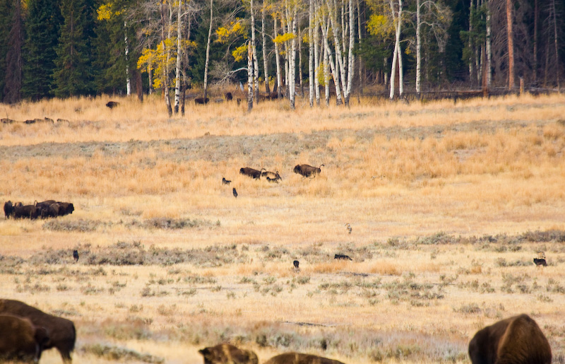 Wolf Pack Chasing Bison